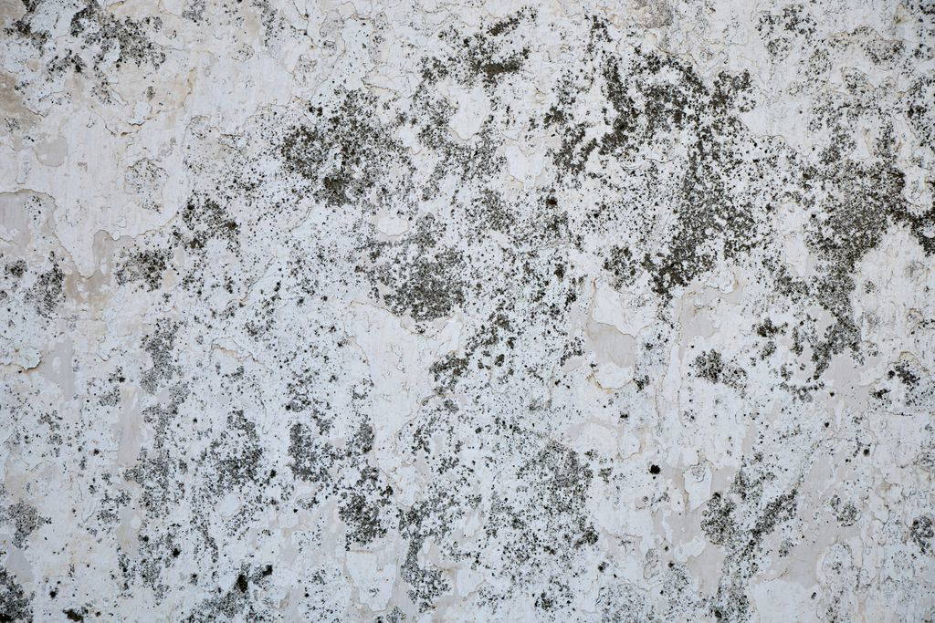 Close-up of a weathered and textured wall surface with peeling paint and moss.